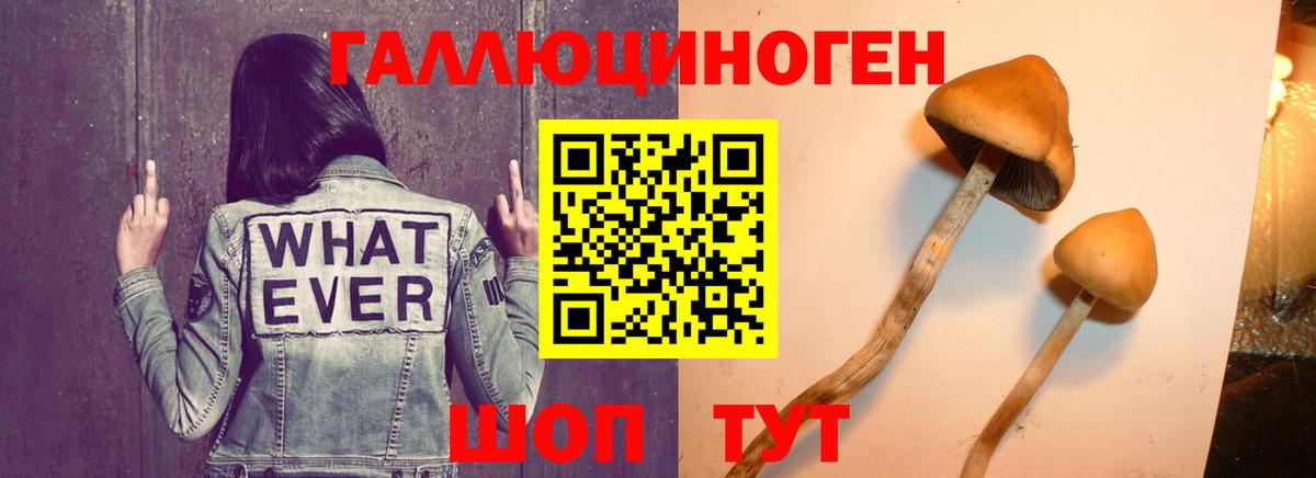 Галлюциногенные грибы Cubensis  Вход с VPN  Гусев 